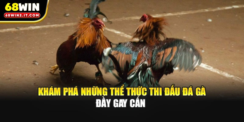Khám phá những thể thức thi đấu đá gà đầy gay cấn